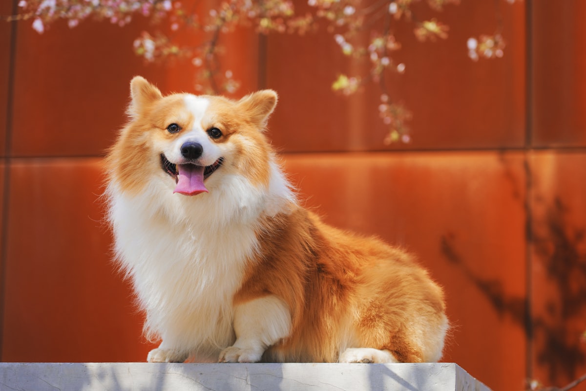 Corgi sorrindo
