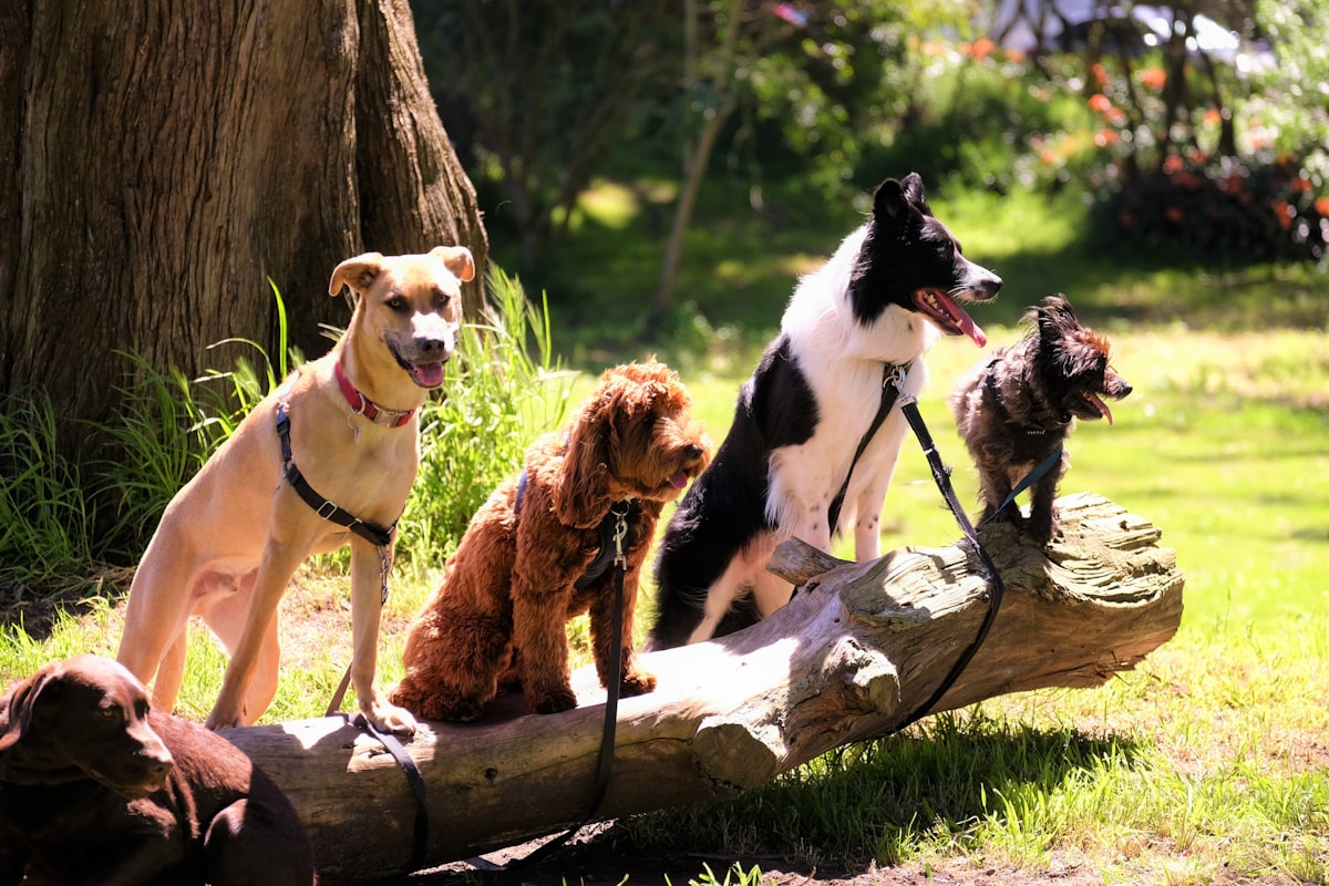 Grupo de cães no parque