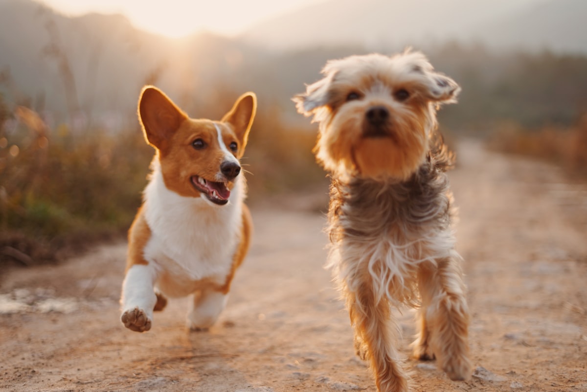 Dois cães correndo felizes