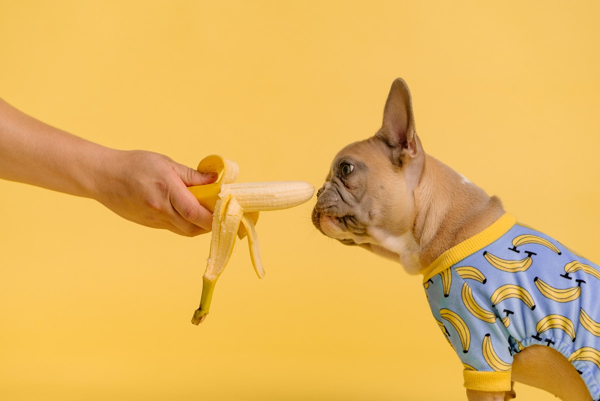 Buldogue francês de pijama