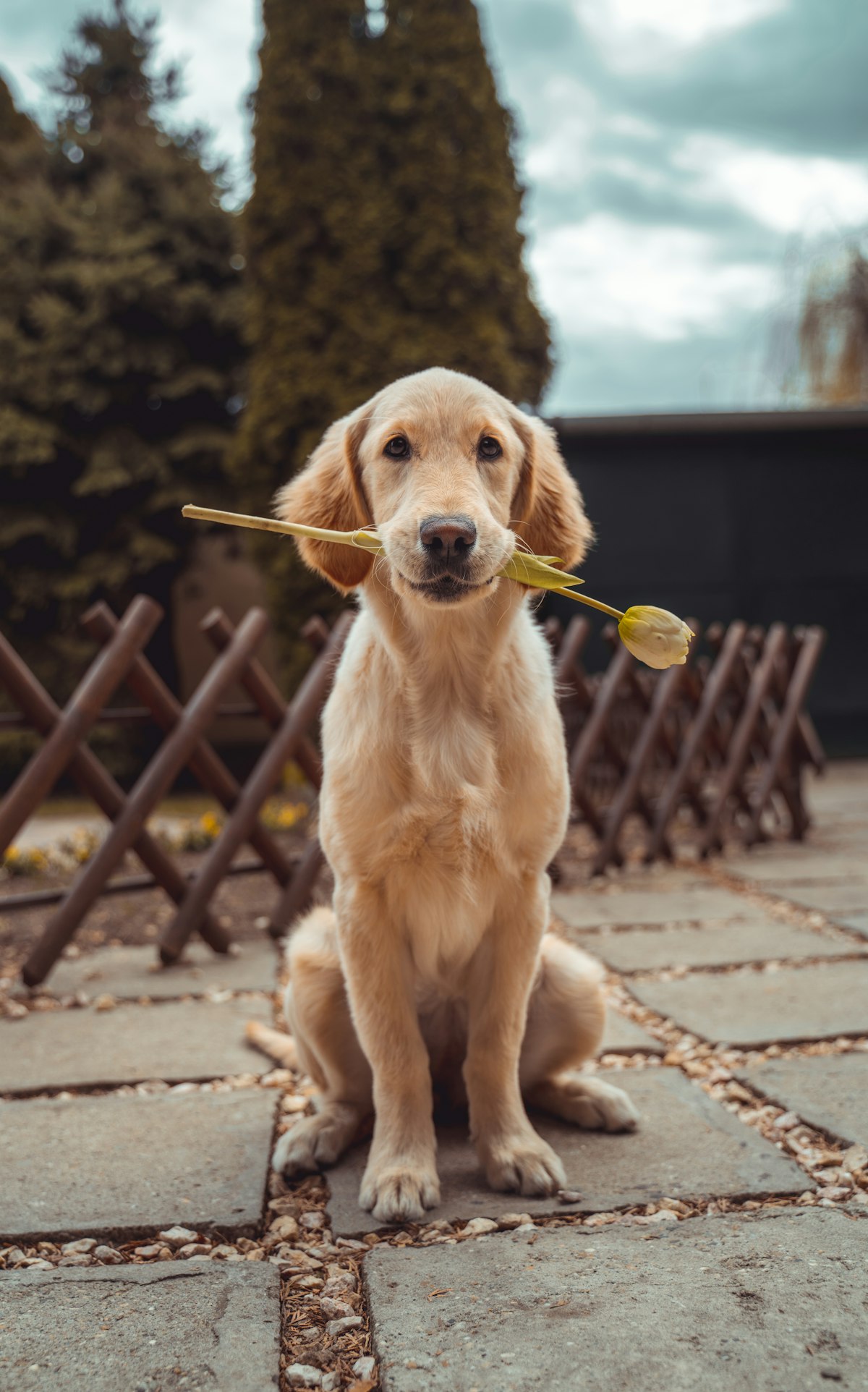 Golden retriever após o banho, segurando uma flor