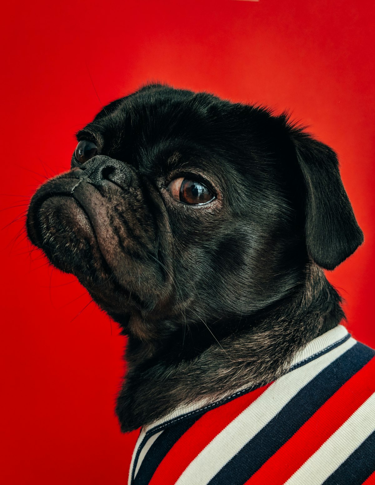 Pug de camisa listrada