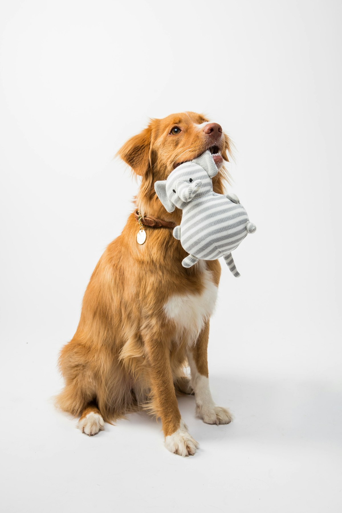 Cão com brinquedo de pelúcia
